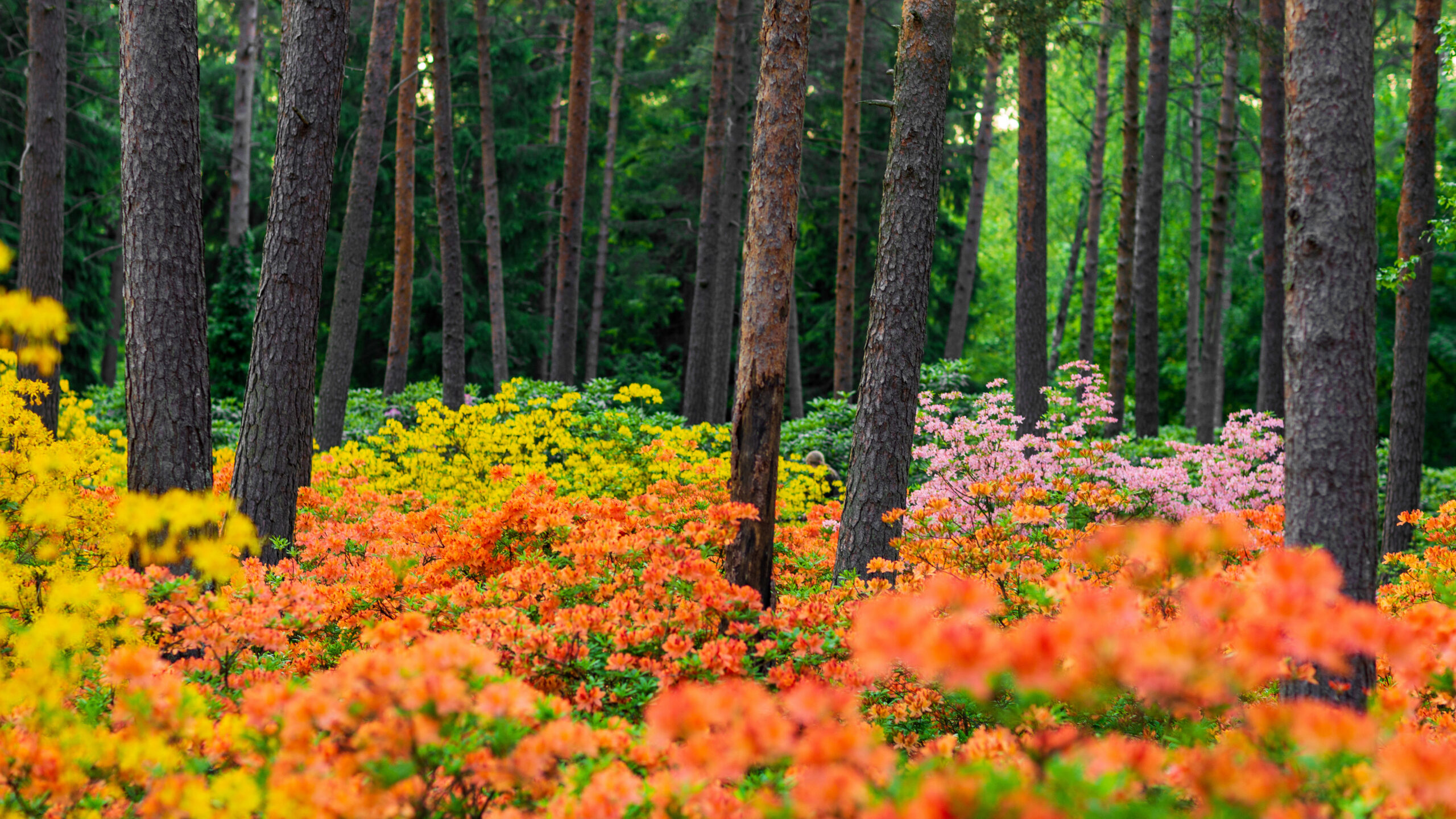 Haaga Rhododendron Park, Helsinki, Finland