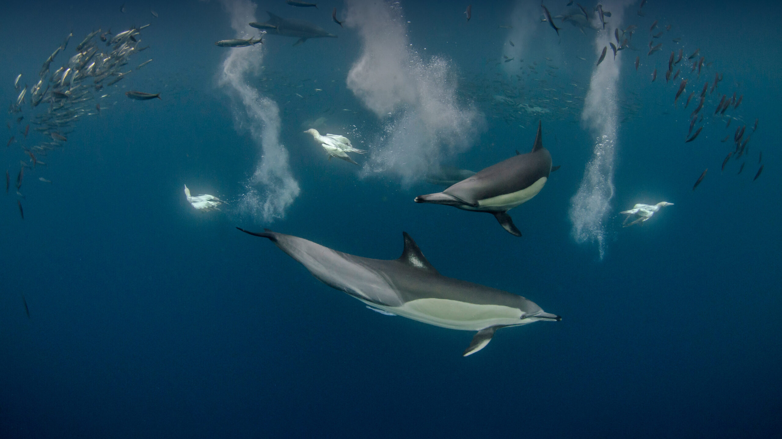 Long-beaked common dolphin pod and diving Cape gannets hunting sardines off the Eastern Cape, South Africa