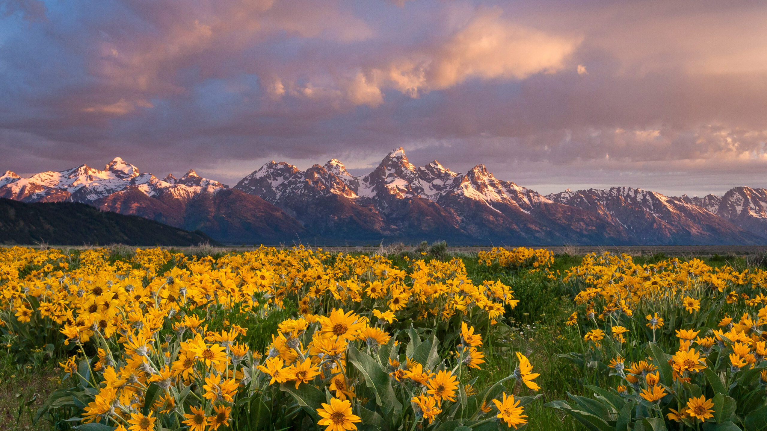 Balsamroot wildflowers bloom below the Teton Mountains in Grand Teton National Park, Wyoming