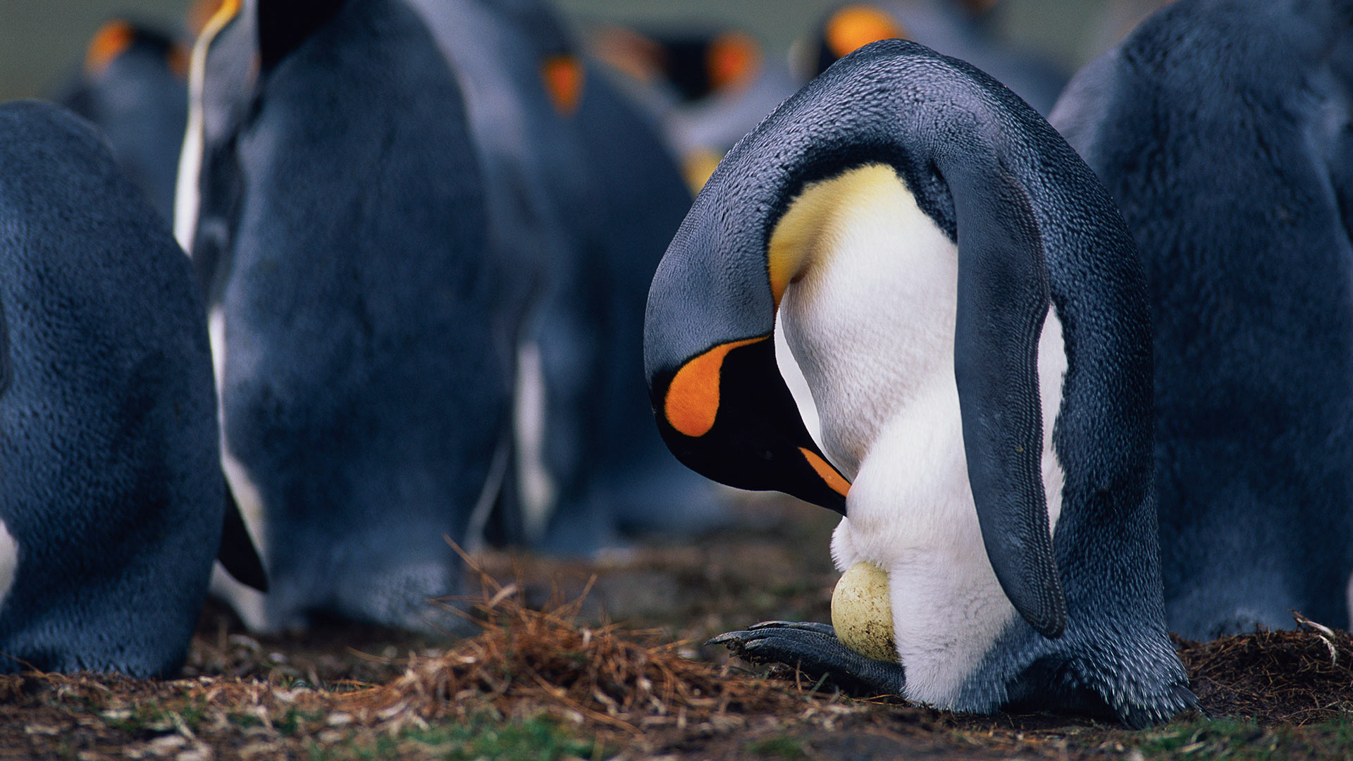 King penguin father checking egg