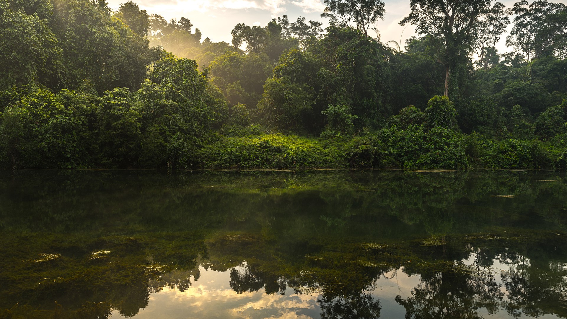 Perfect reflection of forest scene at Macritchie Reservoir rainforest, Singapore