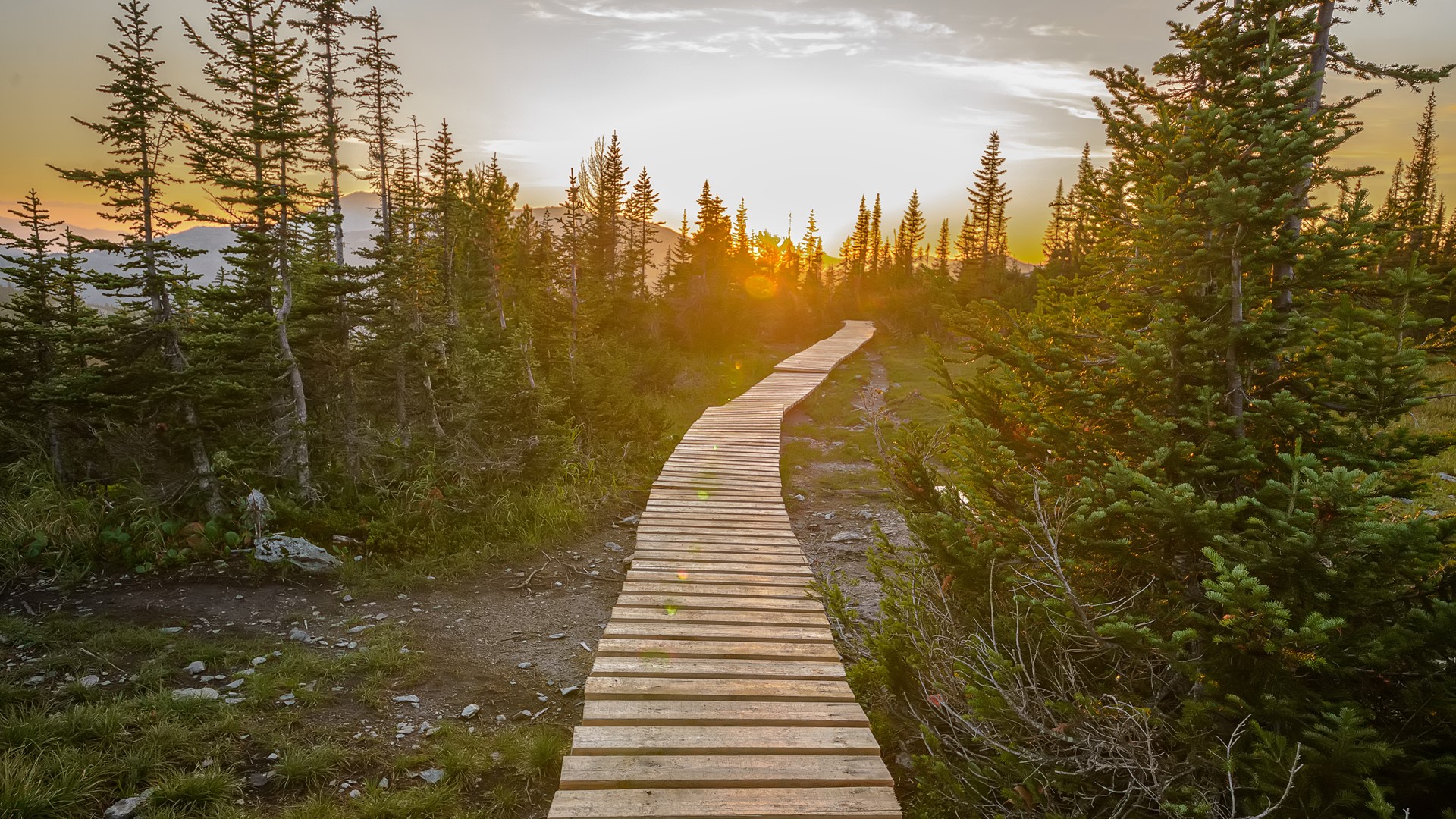 Wooden pathway in green mountain forest