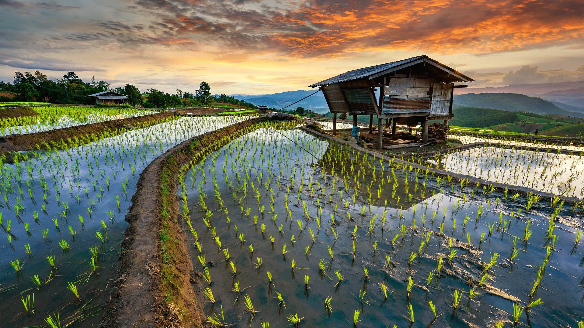 Rice terrace field, Pa-pong-peang, Chiang Mai, Thailand