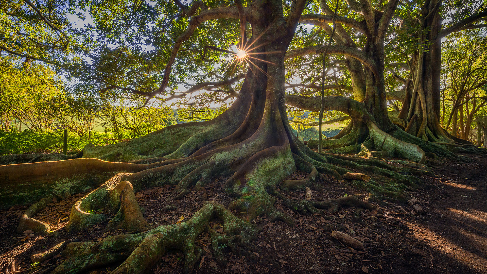 Moreton Bay fig trees on New Farm road on Norfolk Island, Australia
