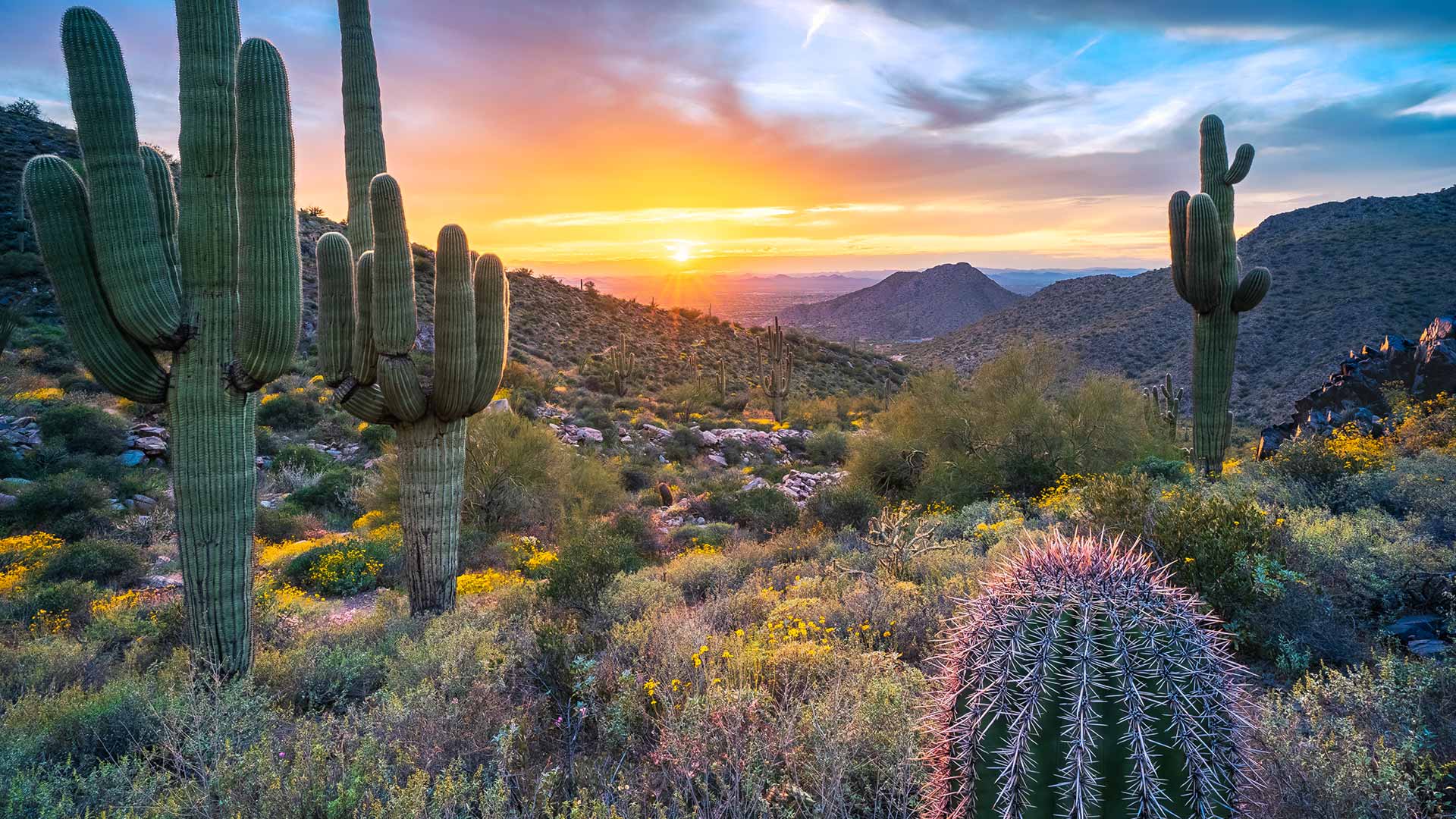Saguaro cacti near Windgate Pass, McDowell Range, Arizona, USA