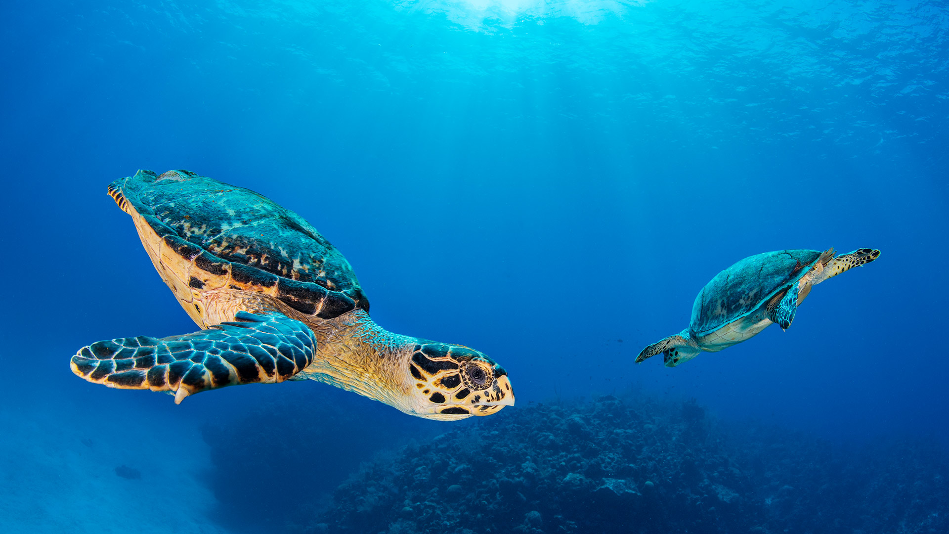 Hawksbill sea turtle pair near Seven Mile Beach, Grand Cayman, Cayman Islands