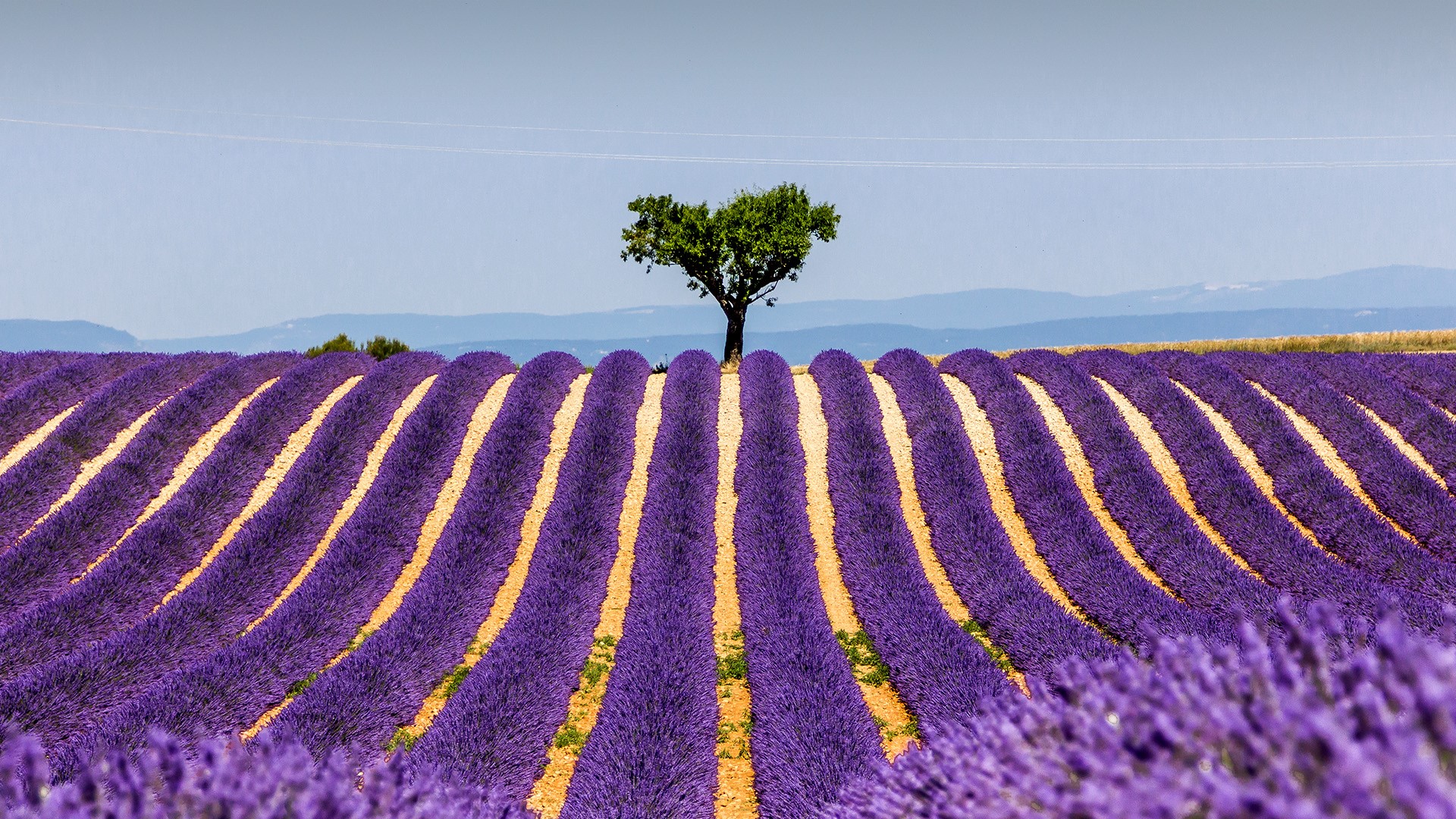 Plants growing on field against sky, Plateau de Valensole, France