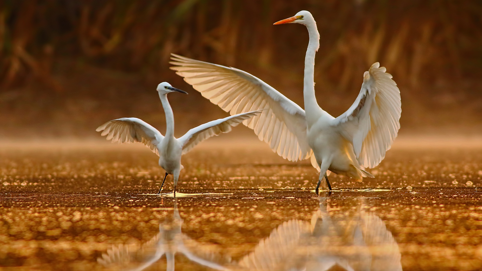 Great Egret teaching the little Egret about dance, Pakistan