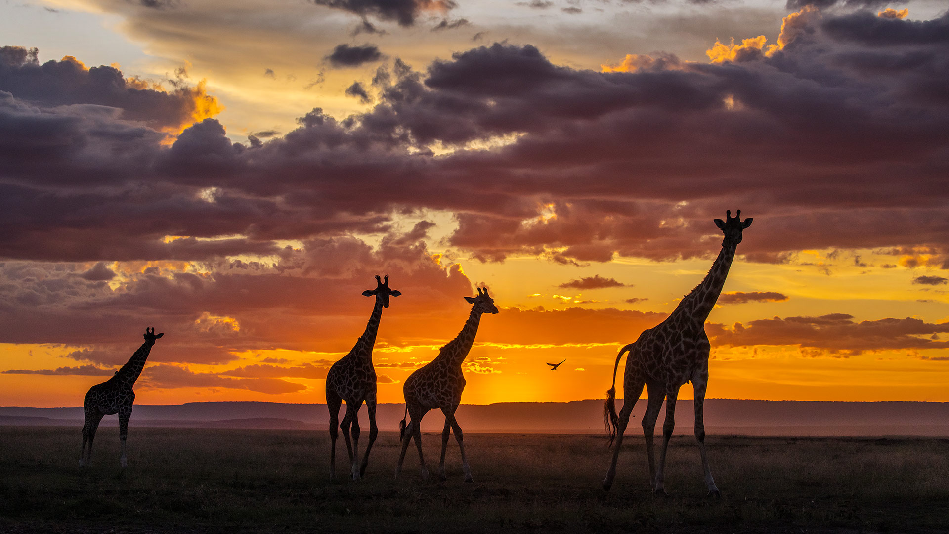 Giraffes at sunset in the Masai Mara National Reserve, Kenya