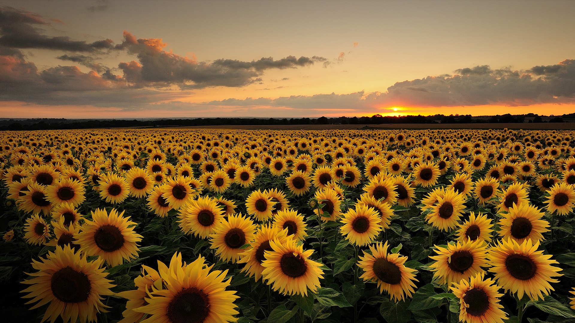 Sunflower field at sunset, Bishop's Waltham, Hampshire, England, UK