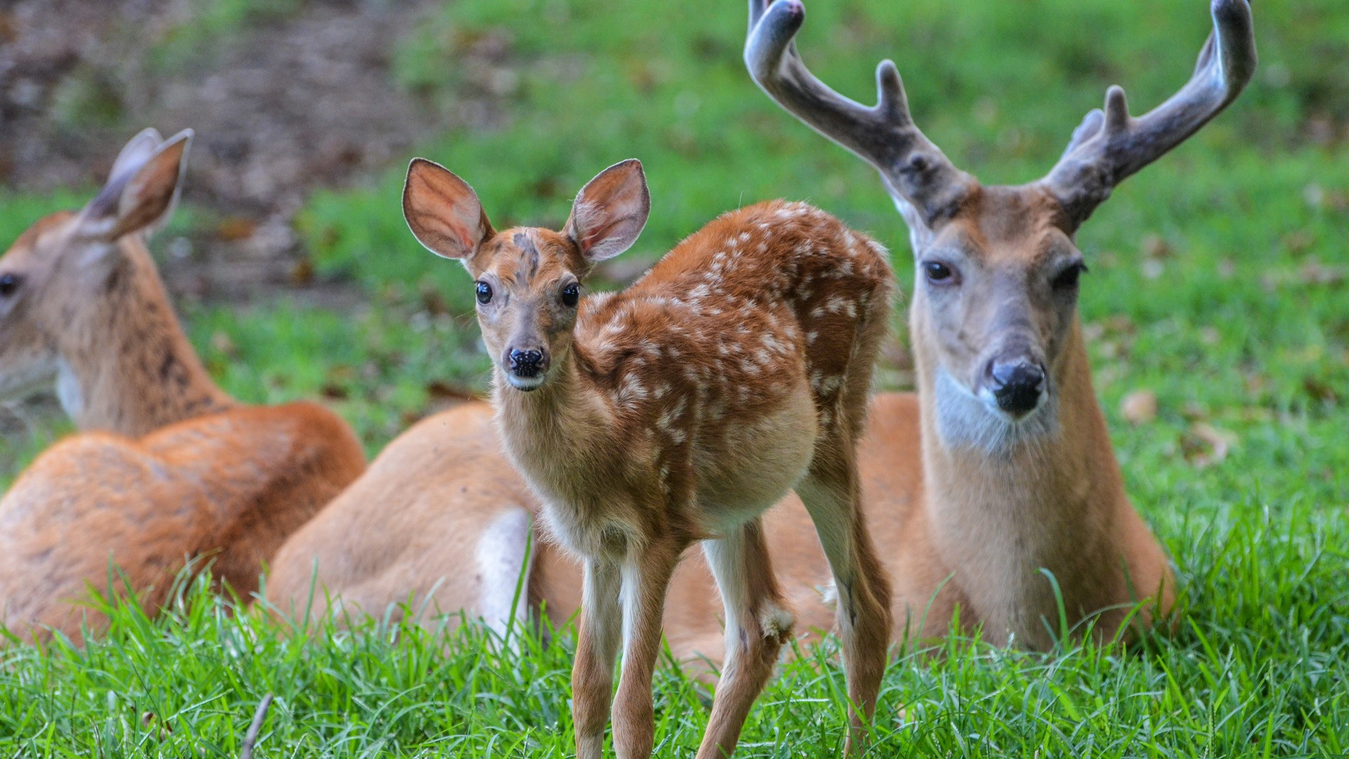 Family of whitetail deer laying in a field, Rockland, Delaware, USA