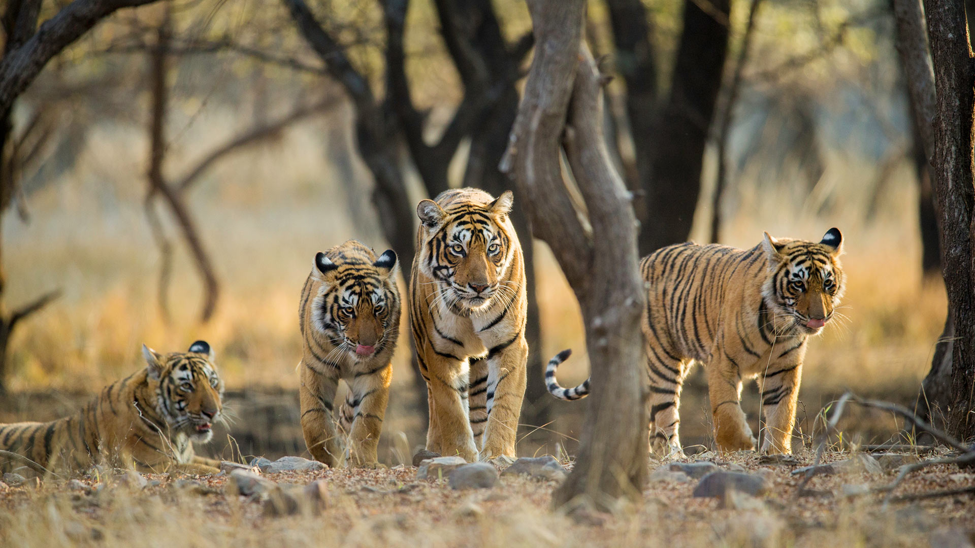 A family of Bengal tigers at Ranthambore National Park, Rajasthan, India
