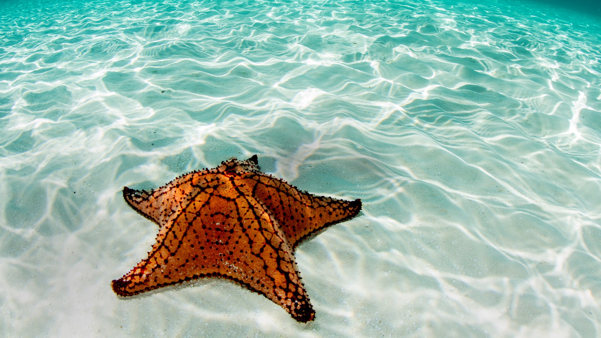 West Indian sea star at the coast of Belize, Mesoamerican Barrier Reef System