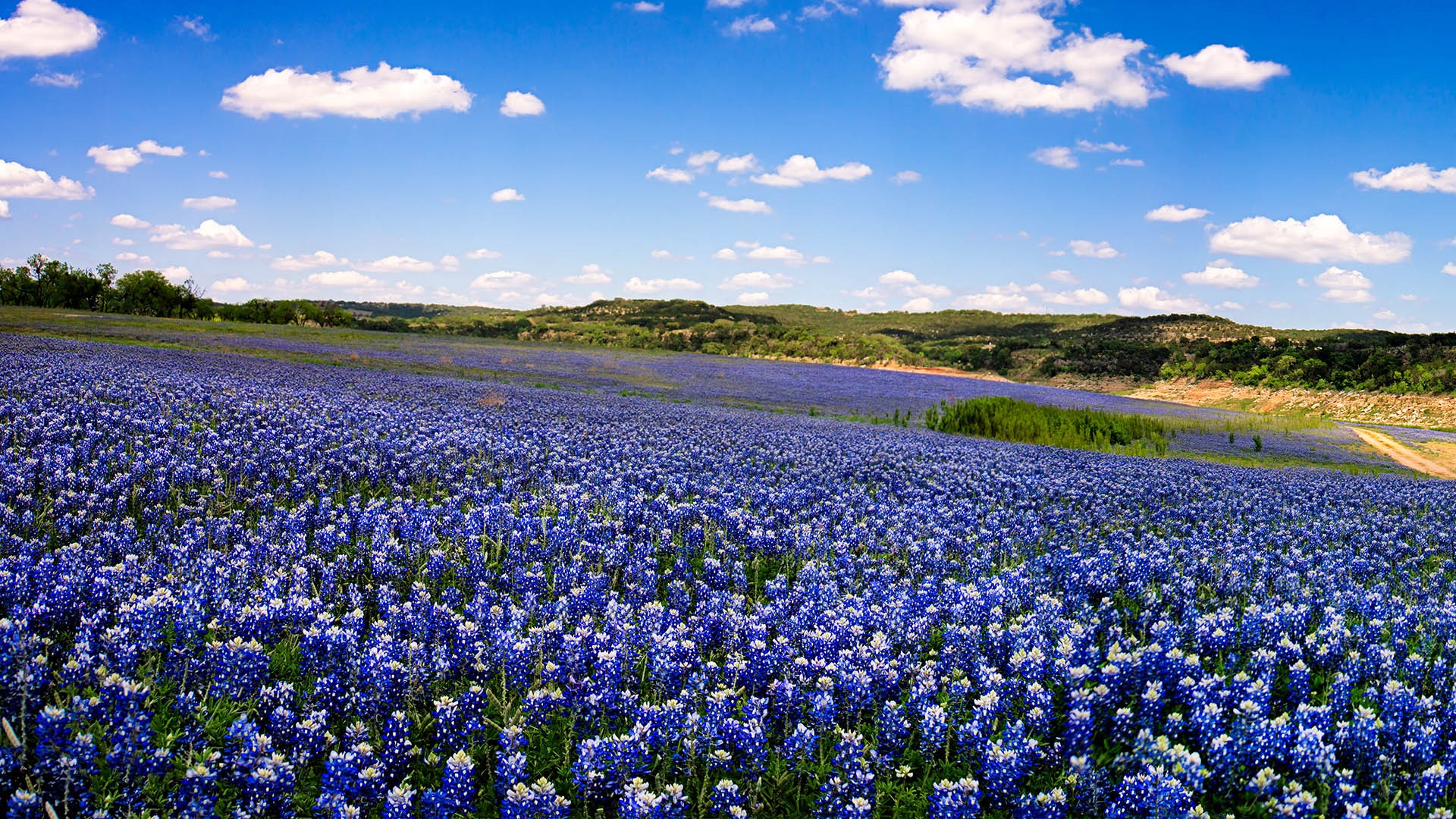 A Sea of Blue, fields of bluebonnets at Muleshoe Bend Recreation Area, Texas, USA