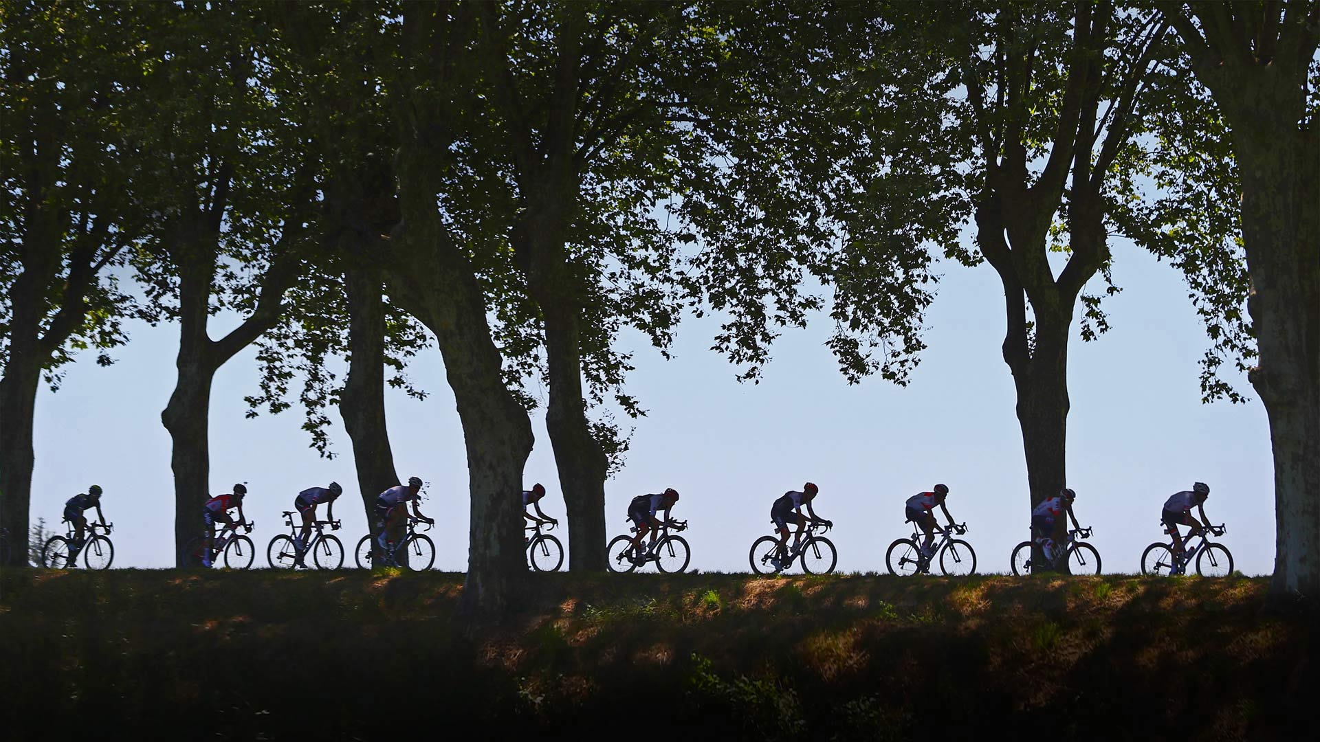 Cyclists ride along a tree-lined road during the Tour de France in 2016