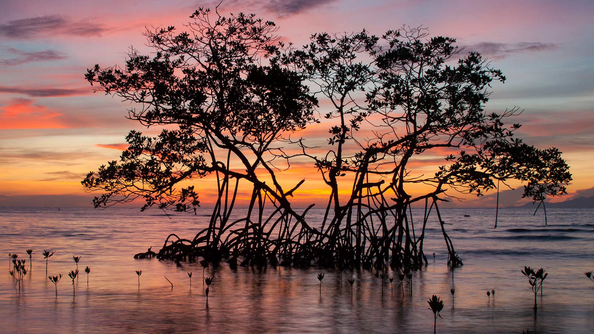 Sunrise on a red mangrove in the Pig Keys, Honduras