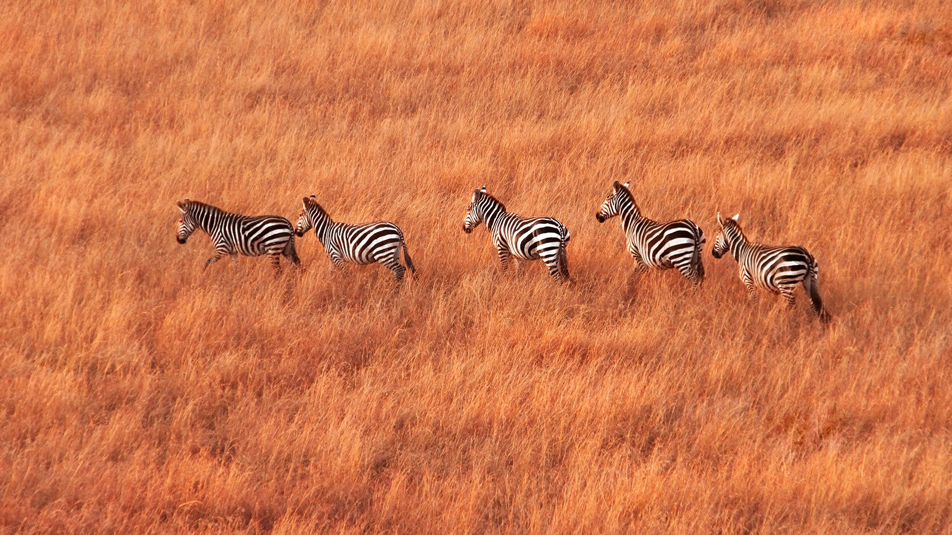 Herd of zebras walking across savanna, Maasai Mara National Reserve, Kenya