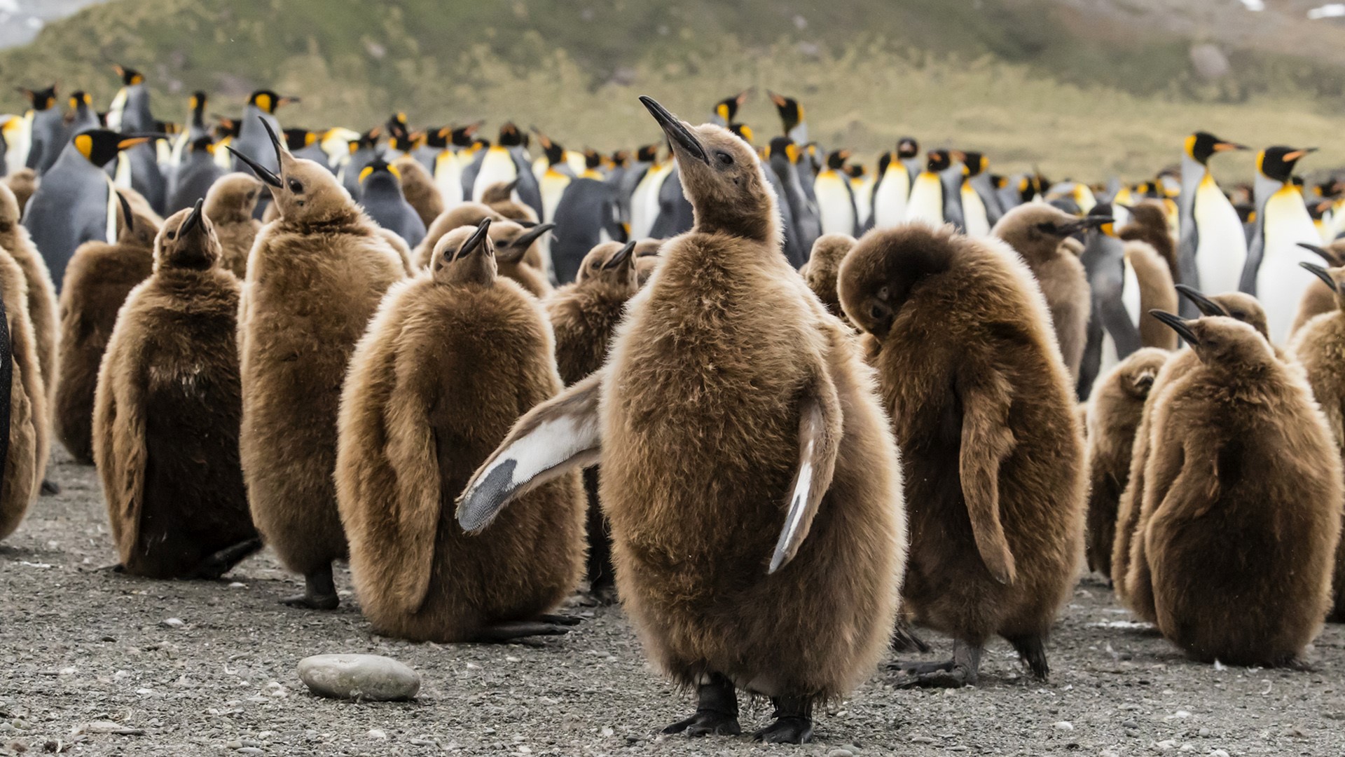 King penguin oakum boy chicks (Aptenodytes patagonicus) at Gold Harbor, South Georgia Island