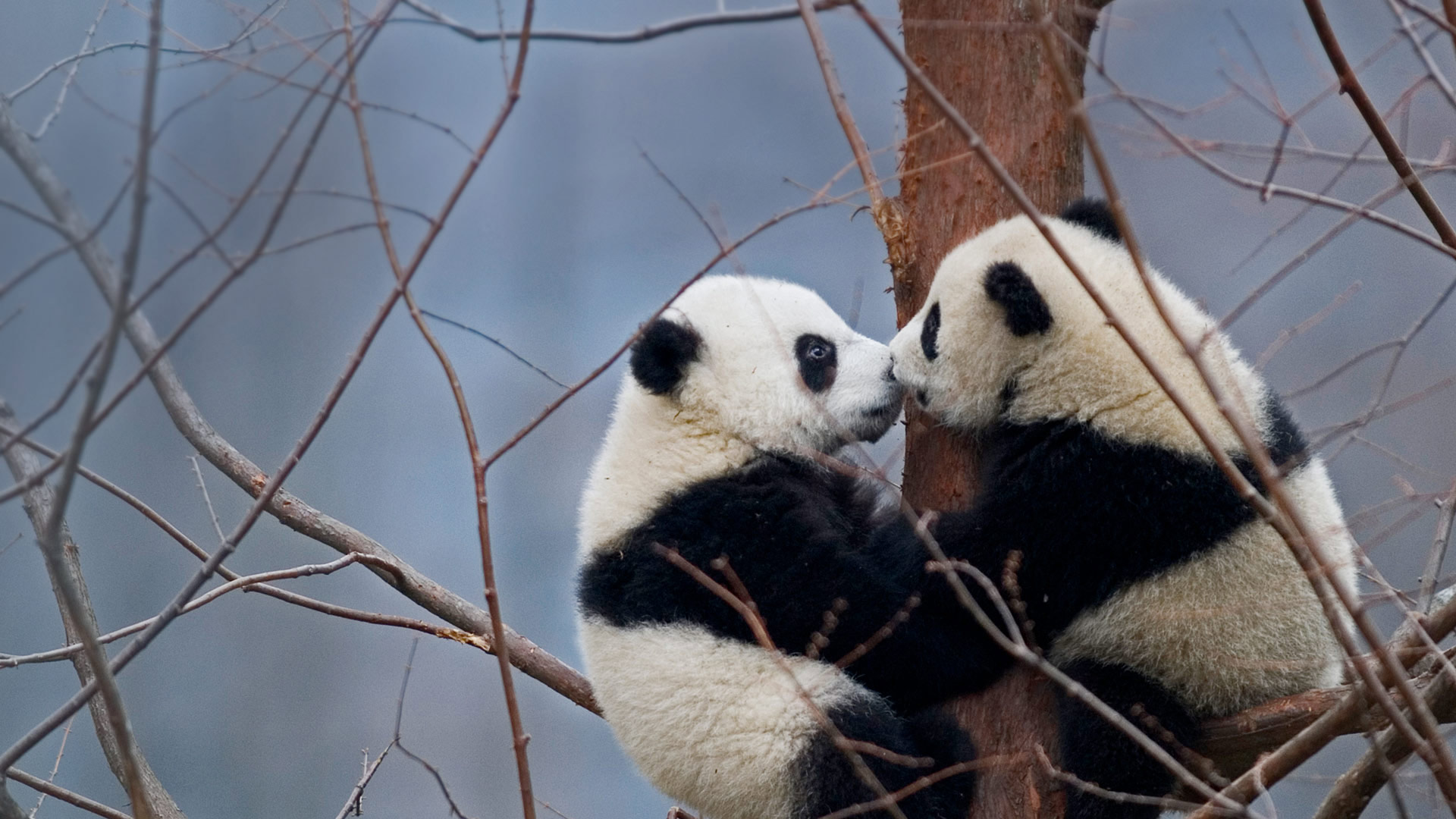 Giant panda cubs in the Wolong National Nature Reserve, China