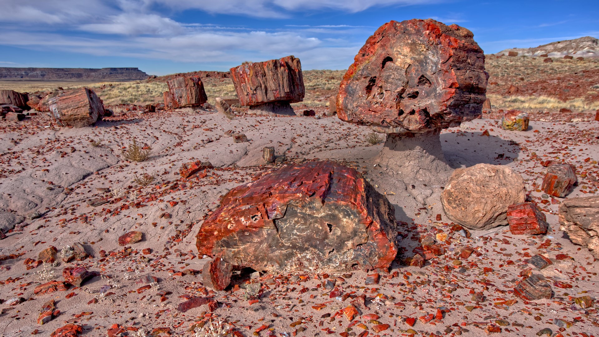 Petrified wood in the Jasper Forest of Petrified Forest National Park, Arizona, USA