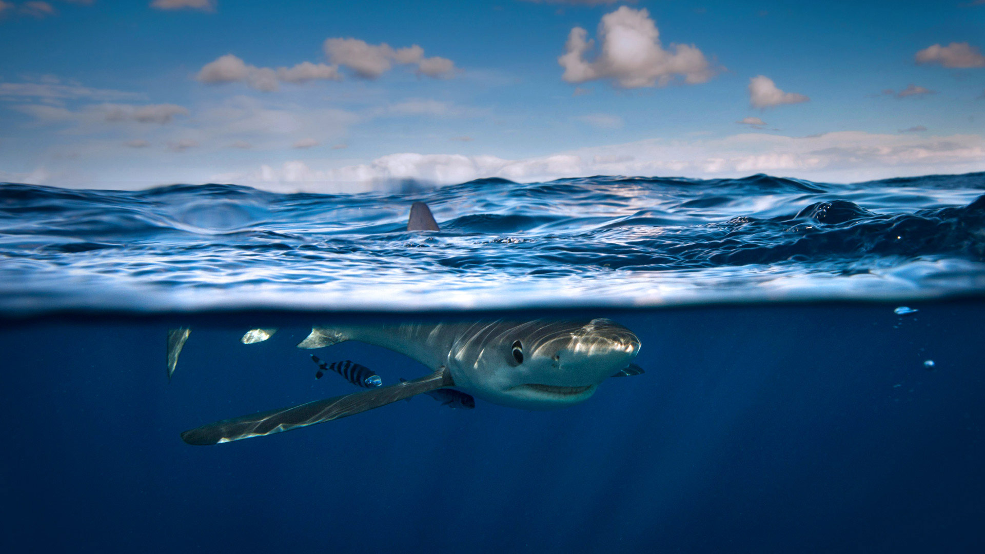 In recognition of Shark Awareness Day, a blue shark near Cork, Ireland