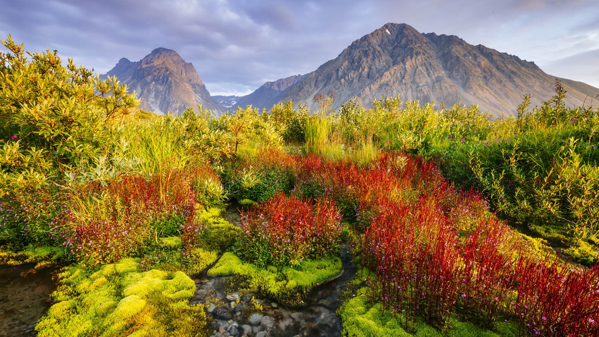 Dwarf Fireweed at Lake Clark National Park and Preserve, Alaska, USA