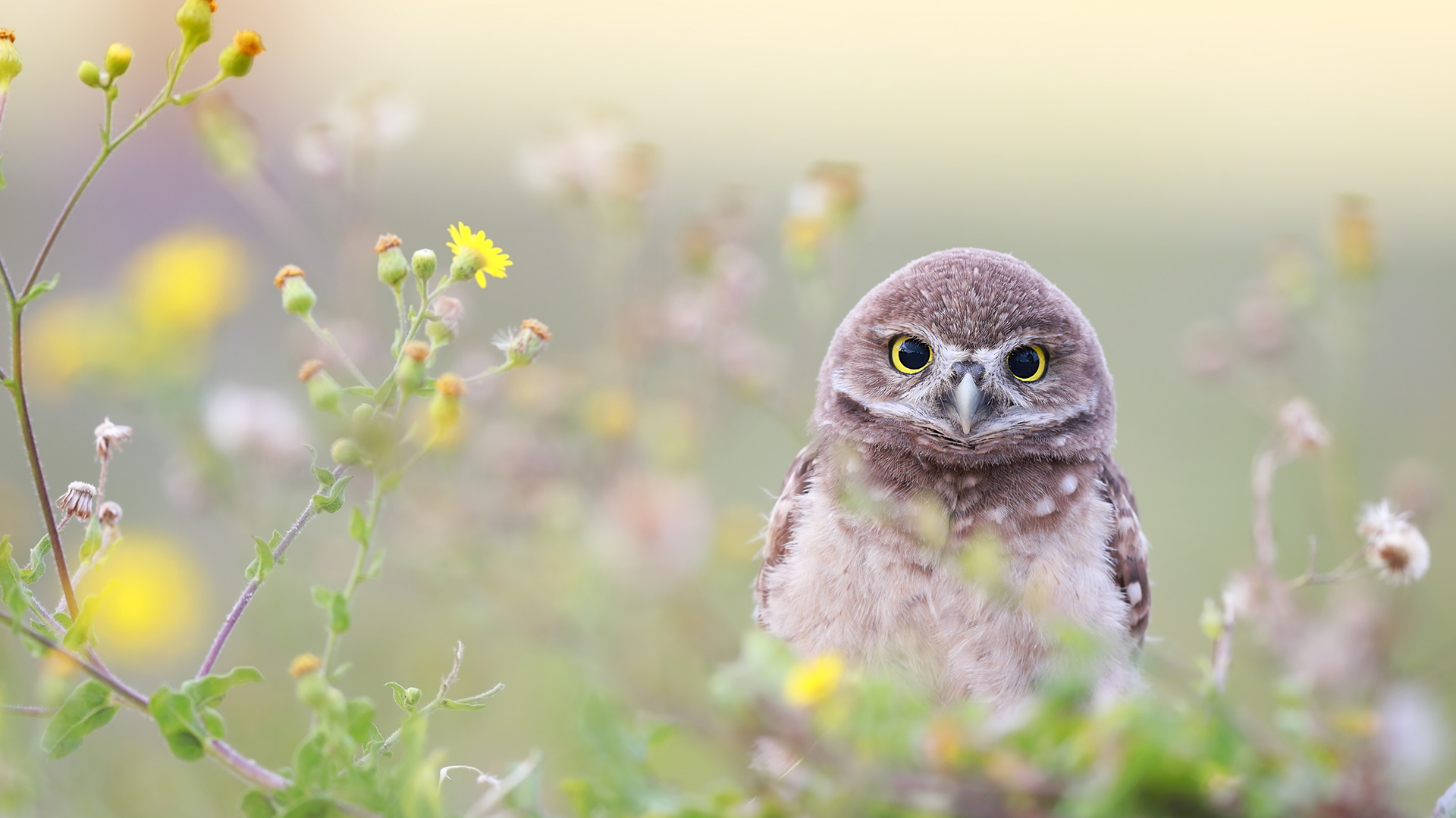 Florida burrowing owlet, Cape Coral, Florida, USA
