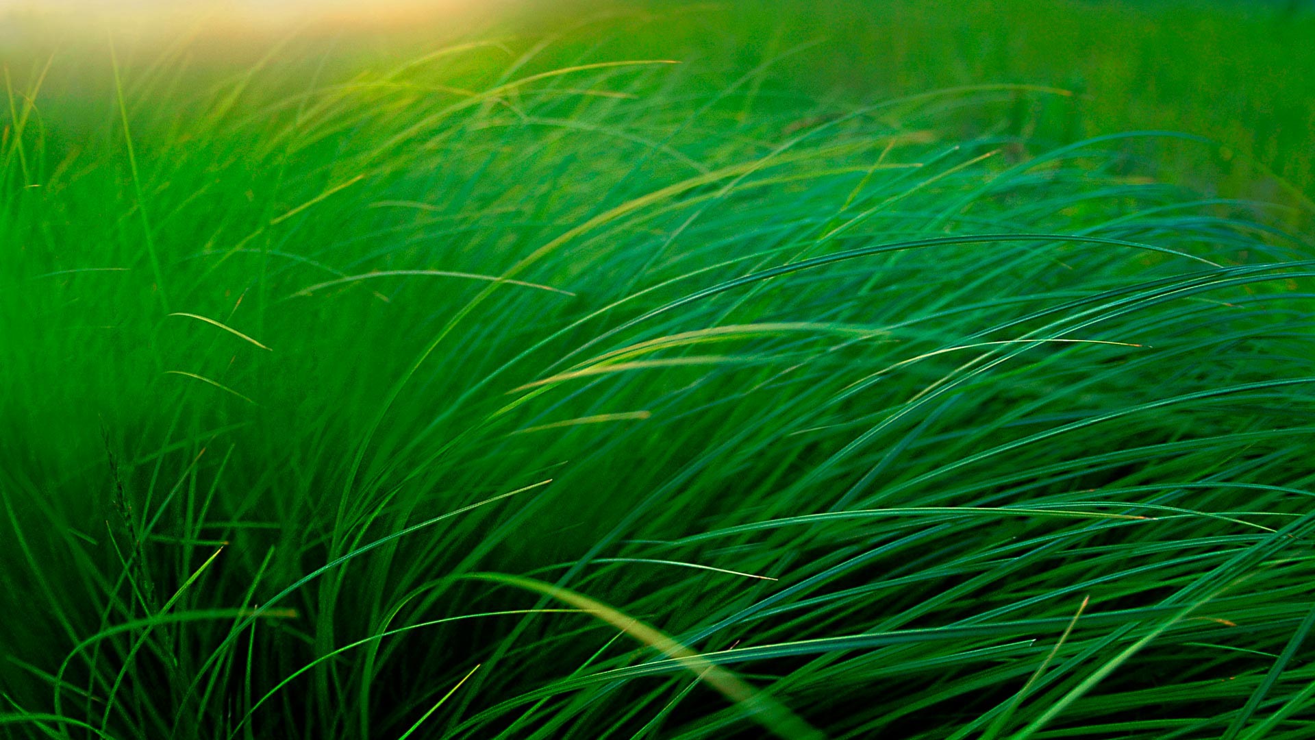 Grass in lakeside sedge meadow, Moose Lake, Minnesota