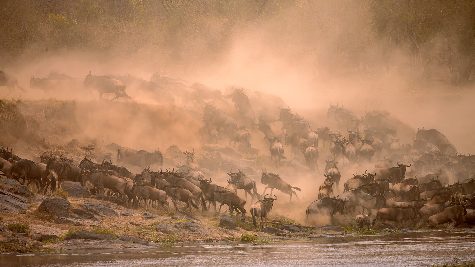 Migrating wildebeest crossing Mara River in Masai Mara, Kenya