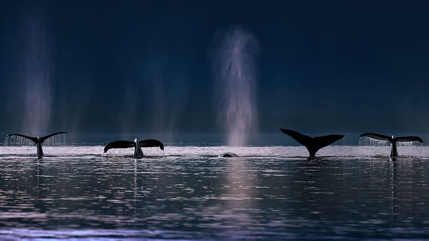 Humpback whales in Stephens Passage near Admiralty Island, Alaska