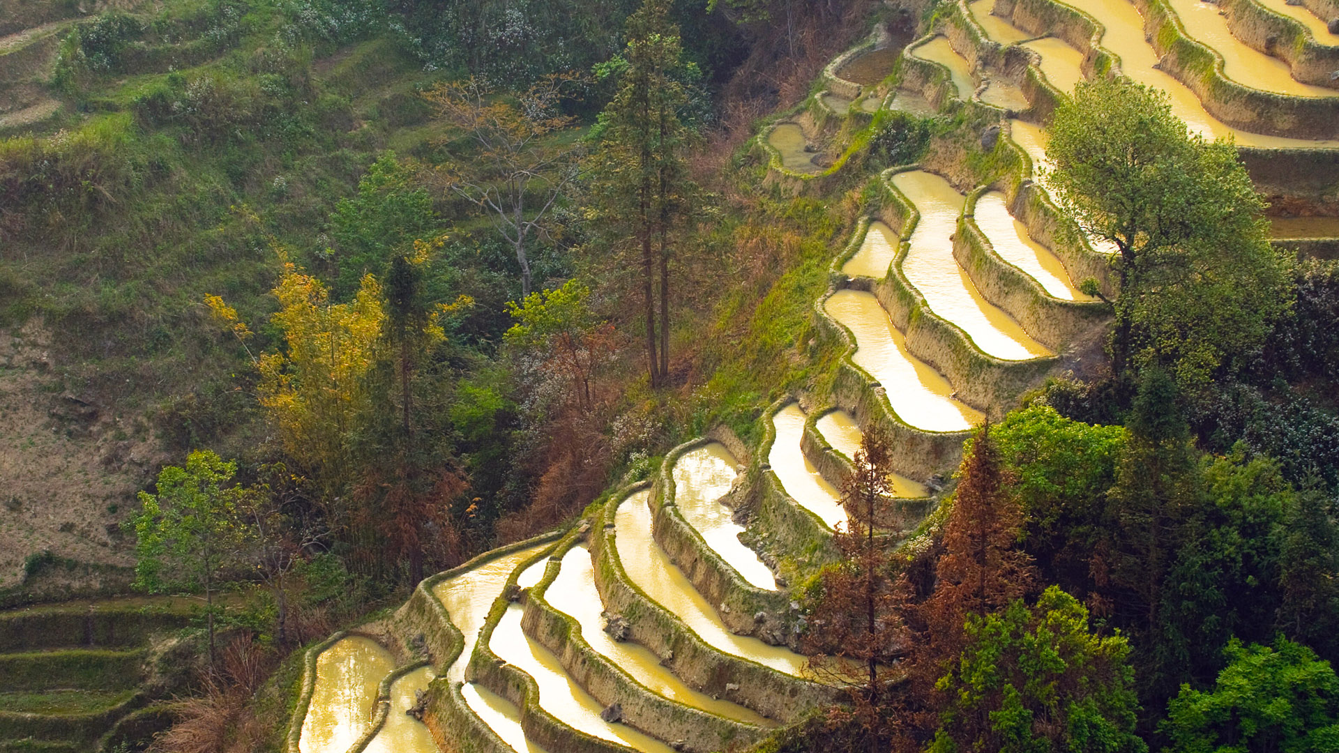 Rice terraces of Yuanyang, Yunnan, China
