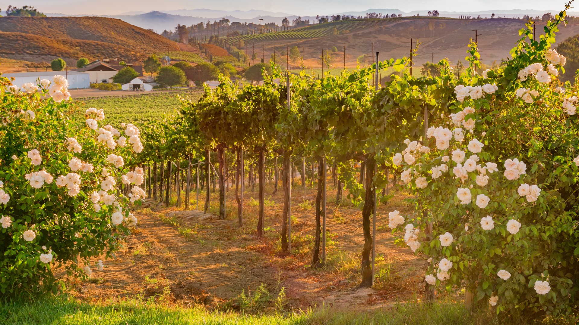 California vineyard with white roses at dusk, Temecula, California, USA