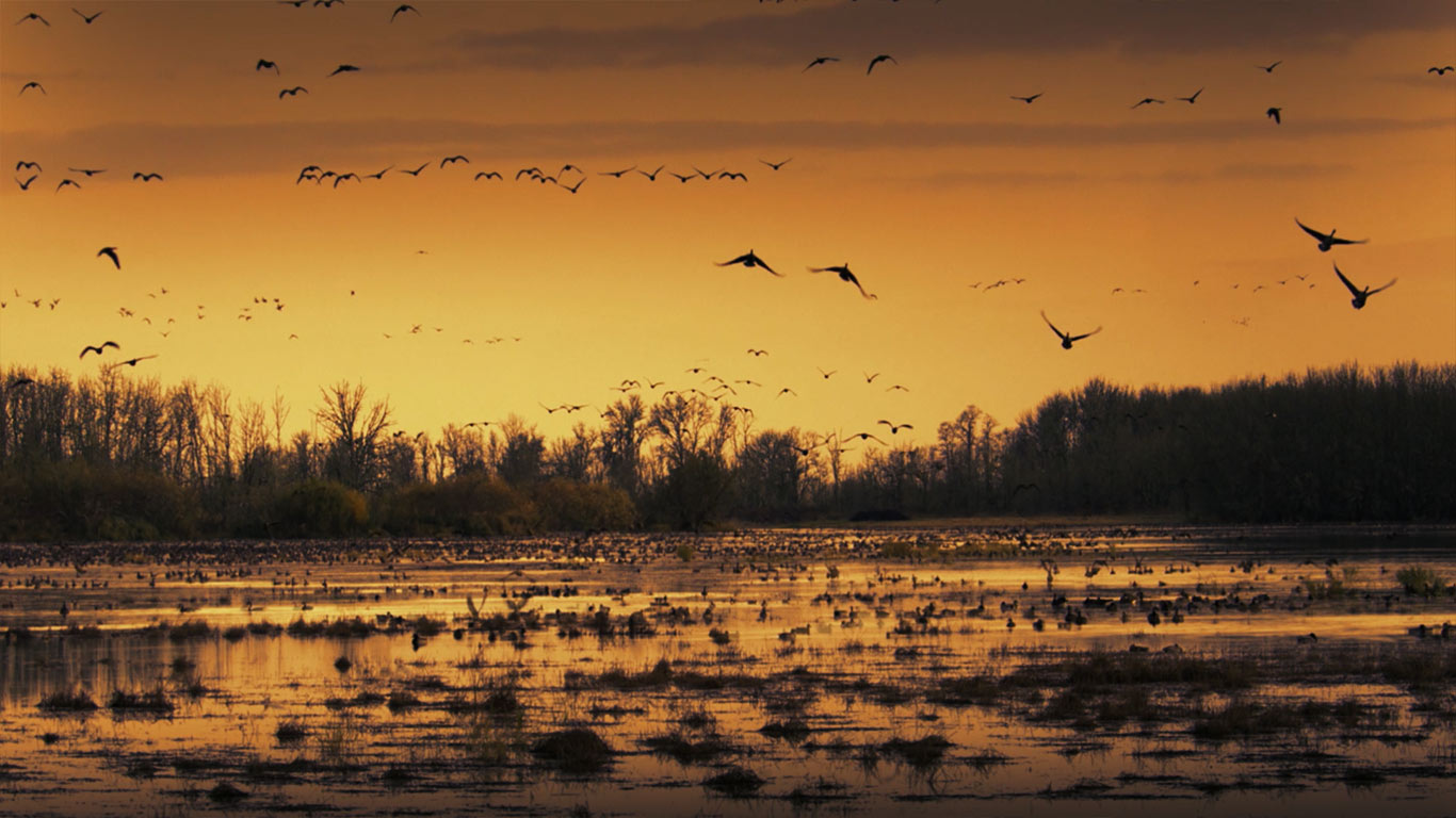 Sacramento National Wildlife Refuge, California