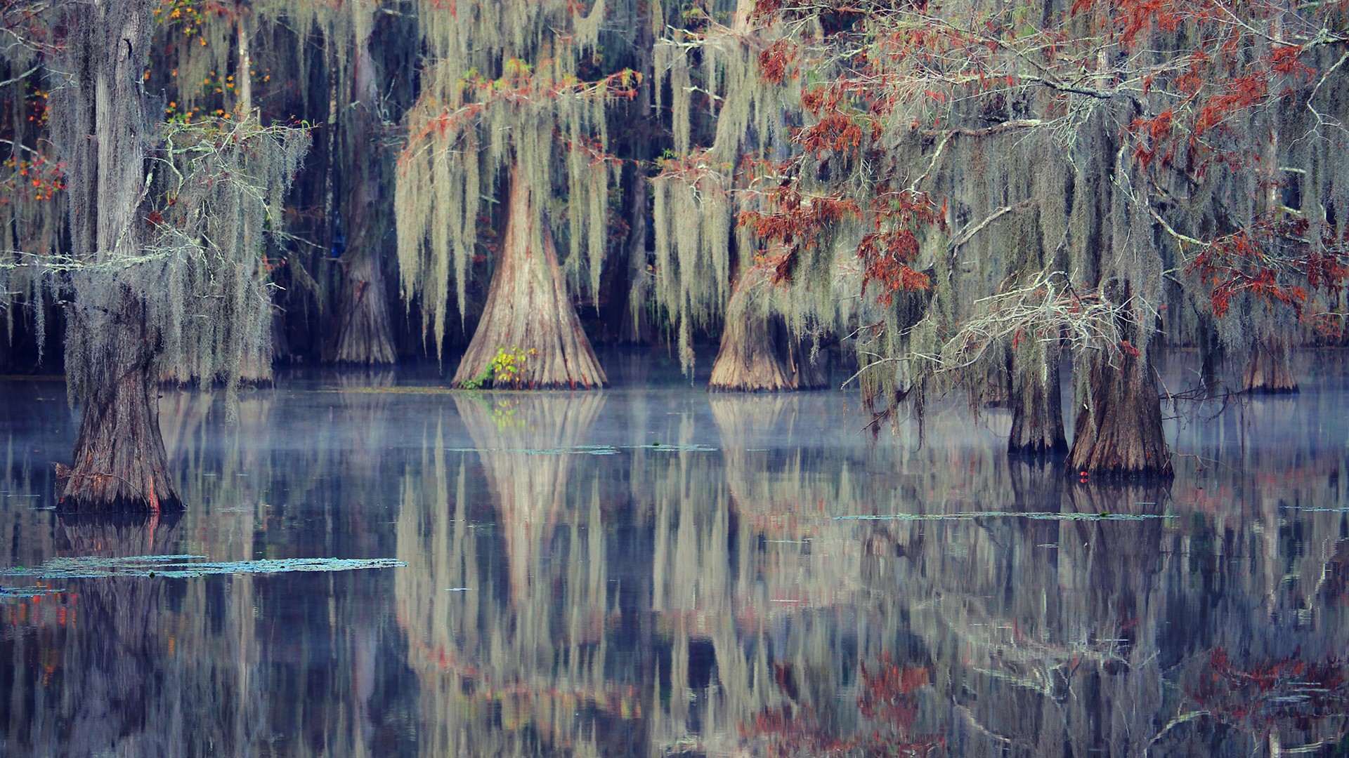 Caddo Lake in autumn, Texas, USA