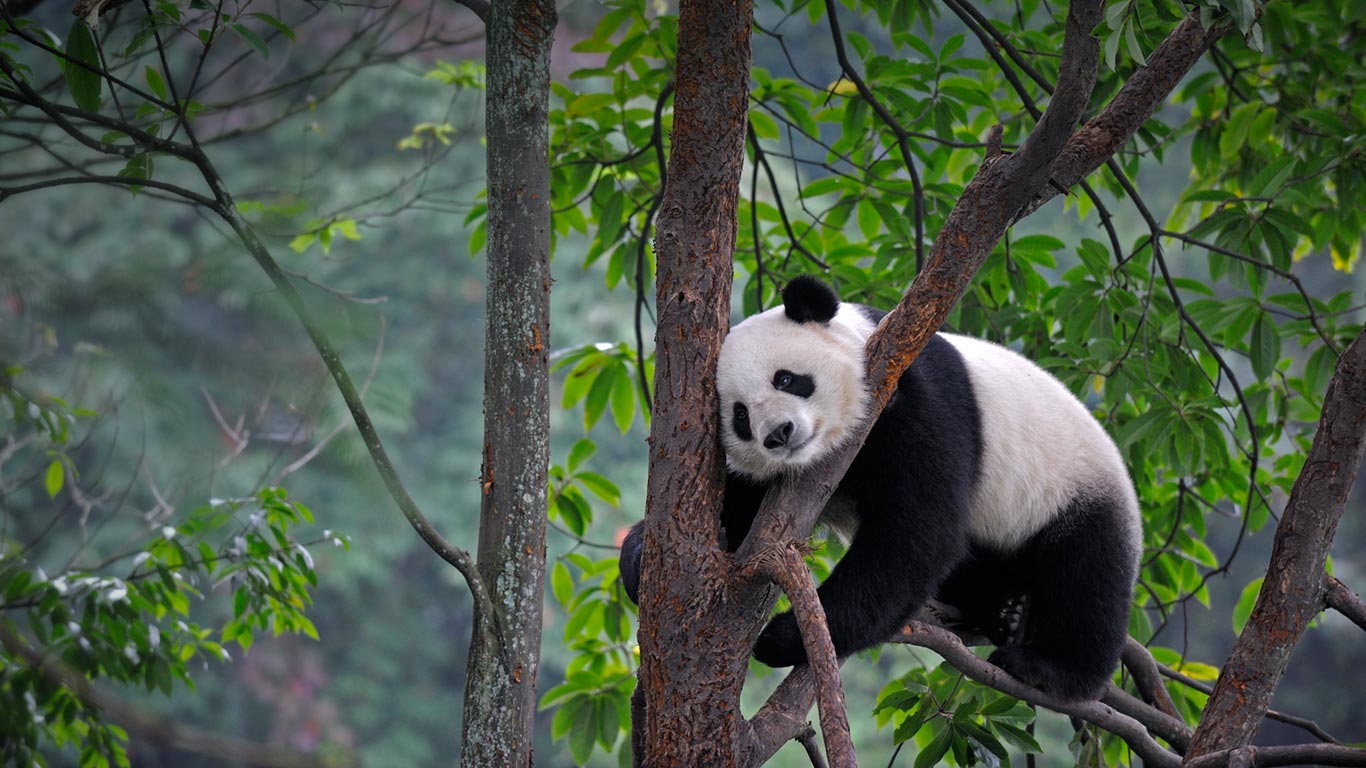 Giant panda at Bifengxia Panda Base in Ya’an, China