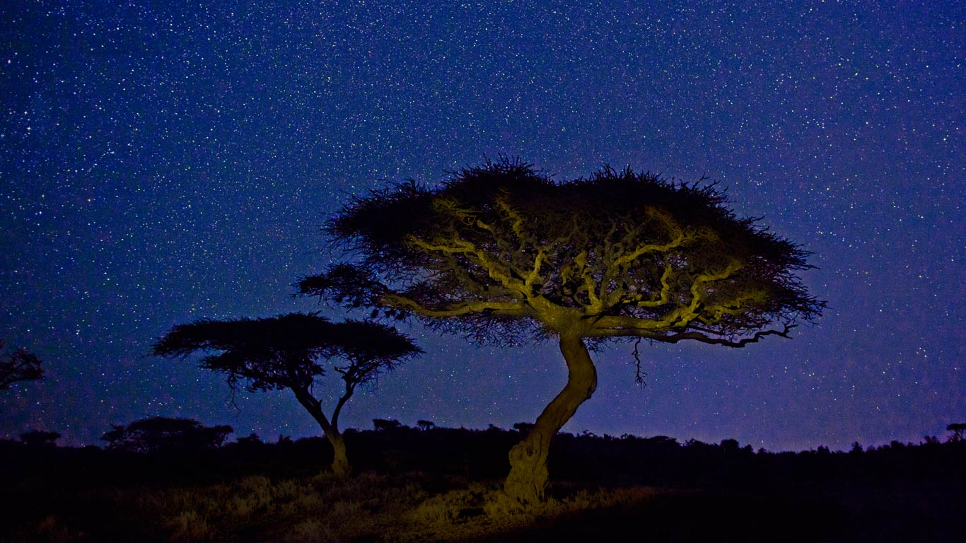 Acacia trees in Lewa Wildlife Conservancy, Kenya