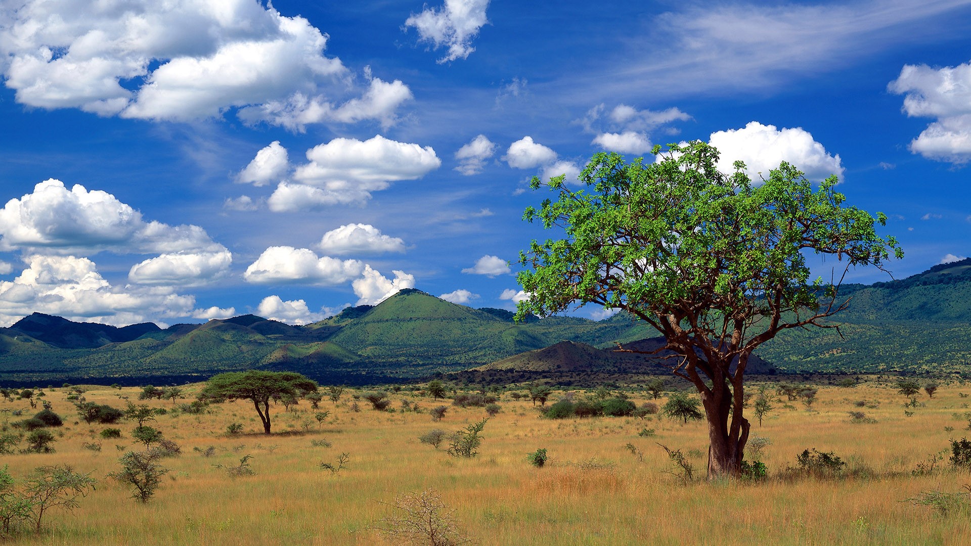 Tsavo West National Park, Kenya