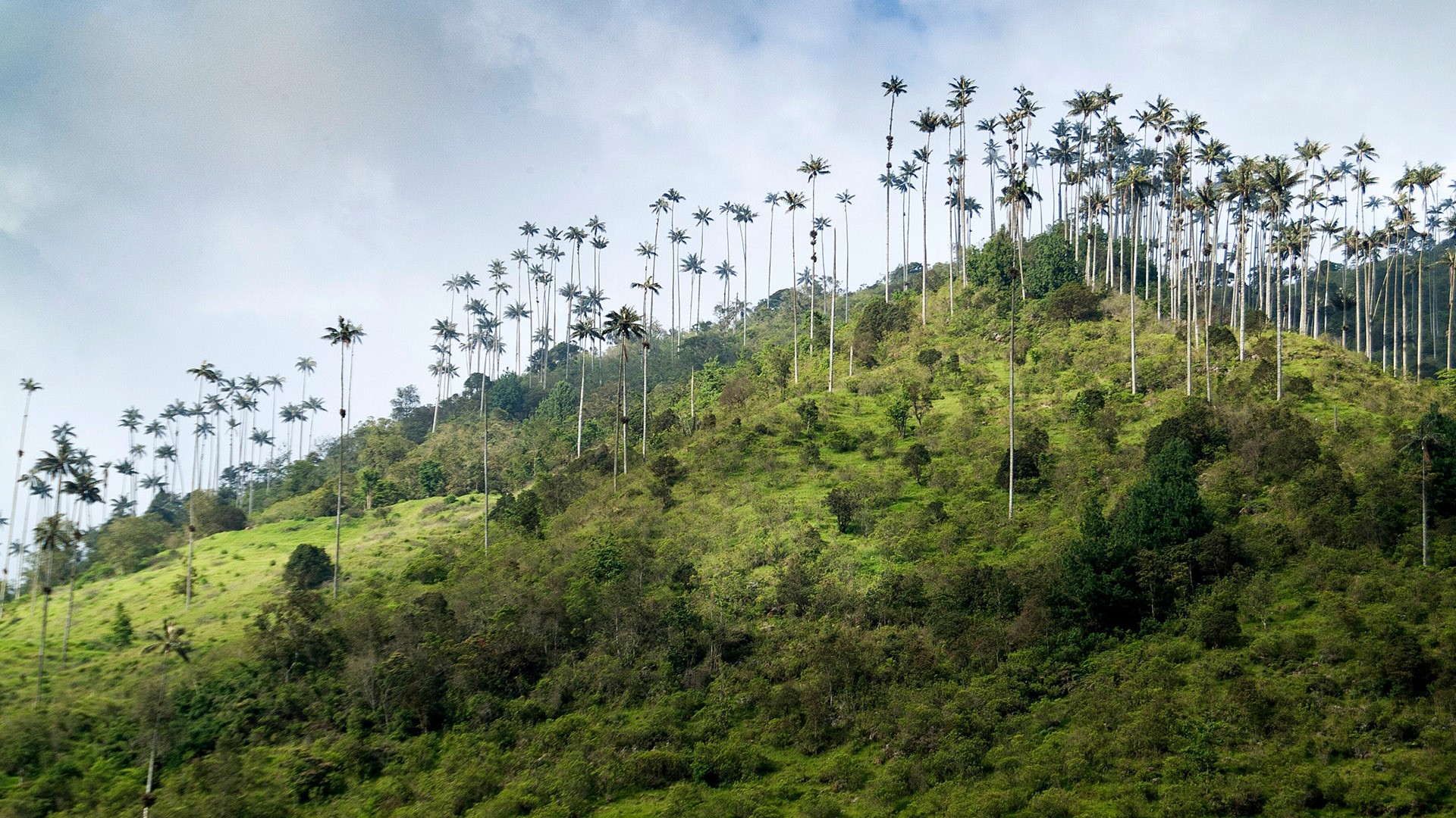 Wax palm trees, The Corcora valley, Los Nevados National Natural Park near Salento, Colombia