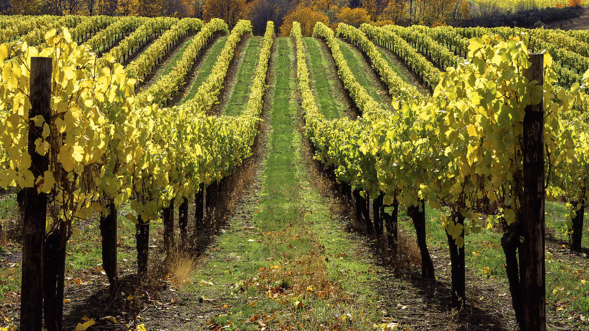 Bethel Heights Vineyard in the fall, Willamette Valley, Oregon, USA