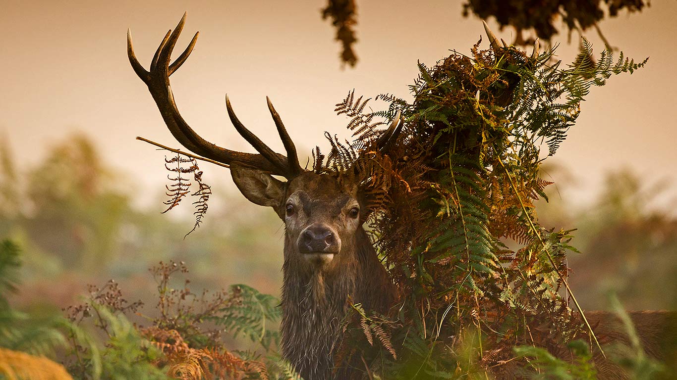 A male red deer in London’s Richmond Park, England