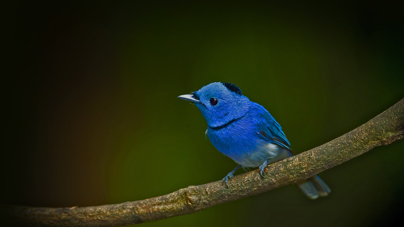 Male black-naped monarch