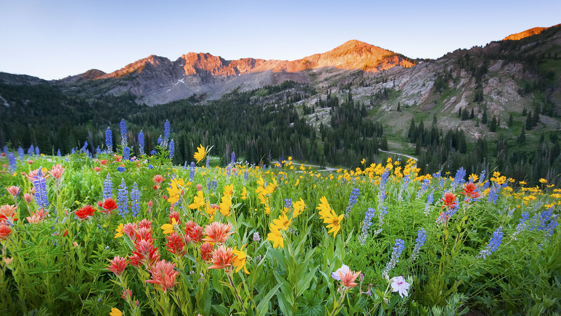 Dawn breaks over the wildflowers in Albion Basin at the Alta Ski Area, Utah, USA