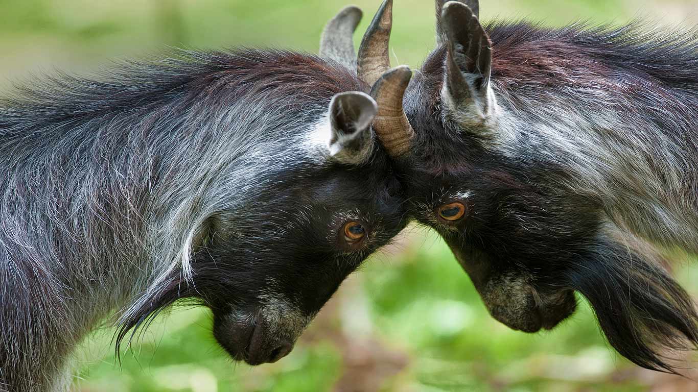 Pygmy goats butting heads