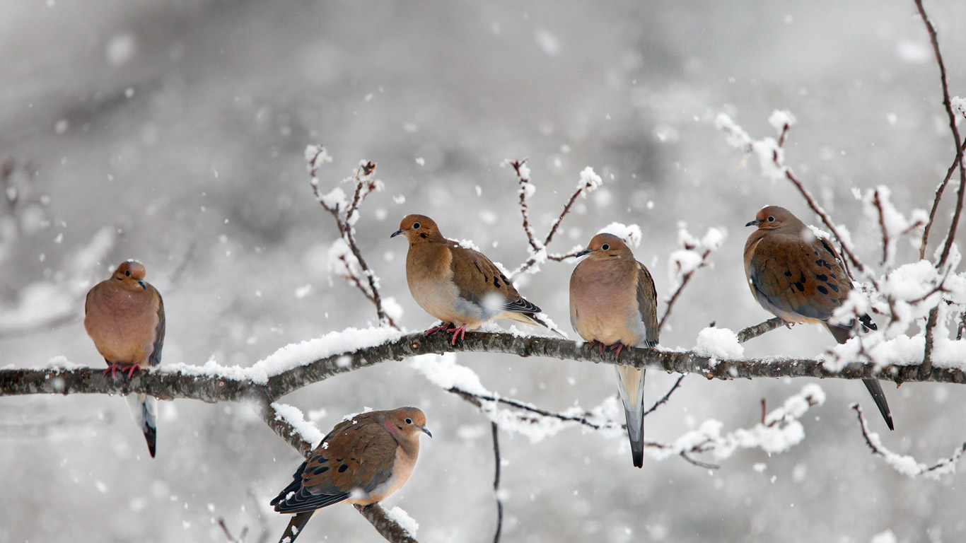Mourning doves near Bear River, Nova Scotia, Canada