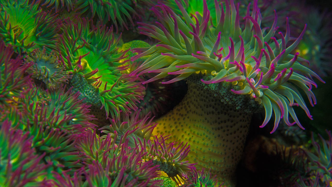 Purple-tipped sea anemones off the coast of Vancouver Island, British Columbia, Canada