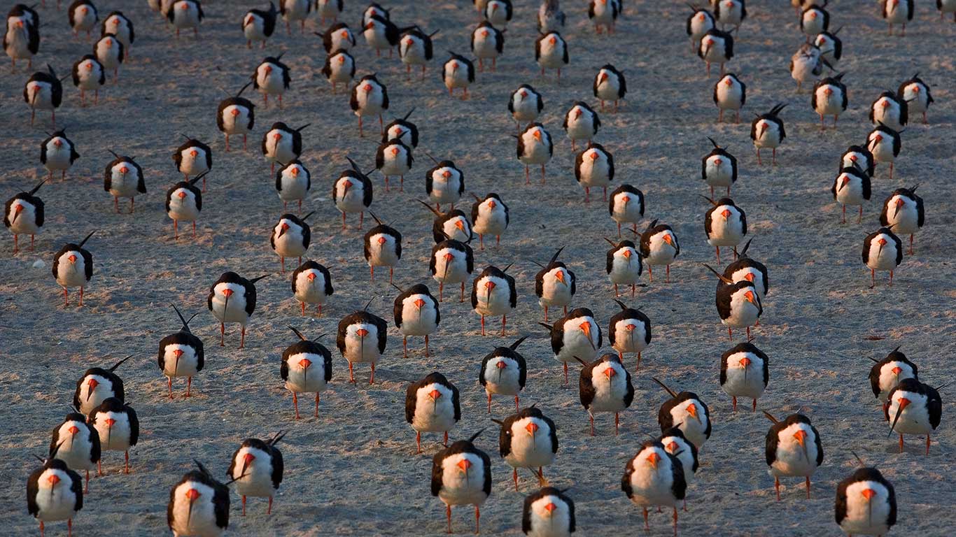 Black skimmers on Cape May, New Jersey