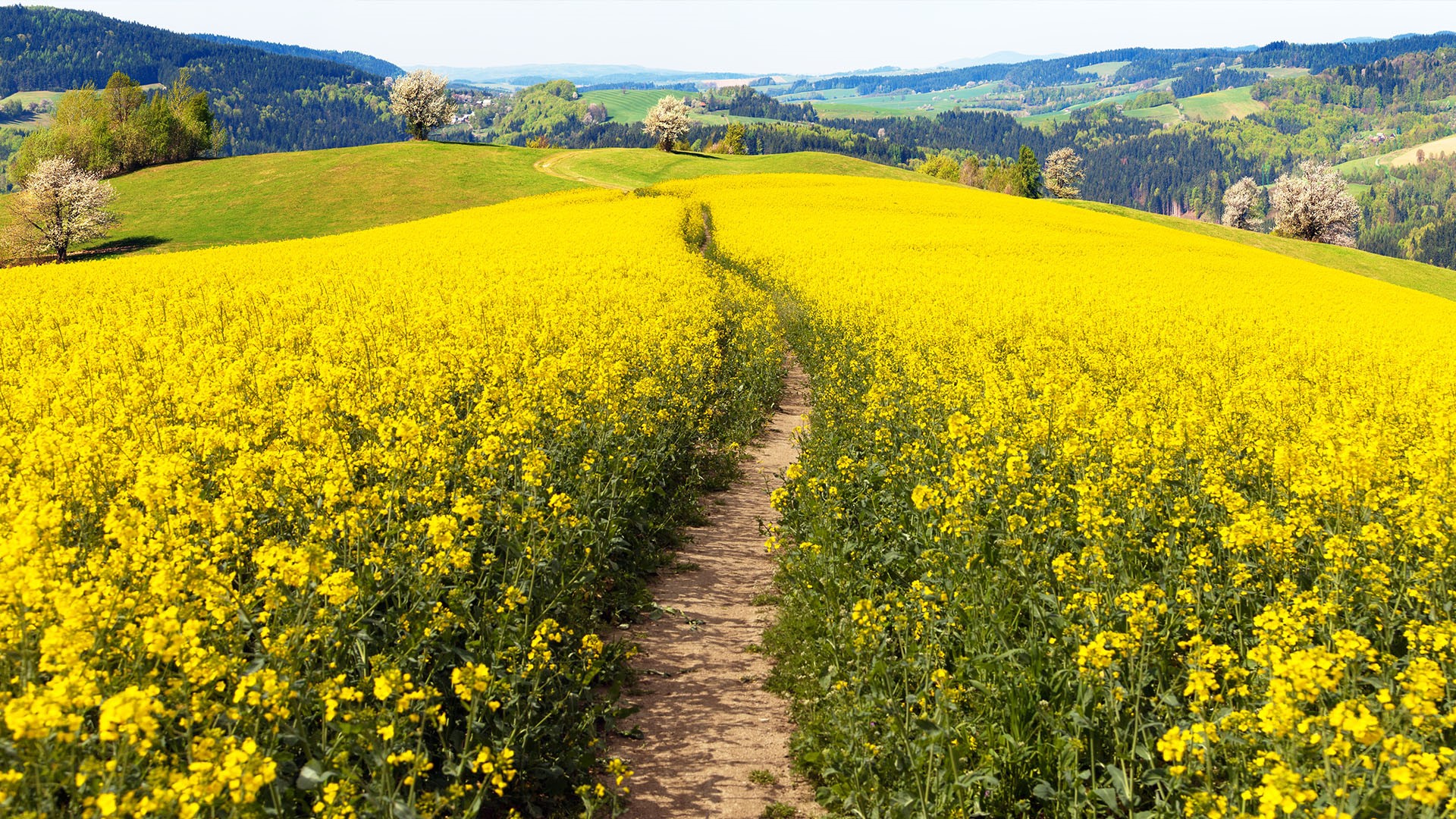 Field of rapeseed (brassica napus) with rural road
