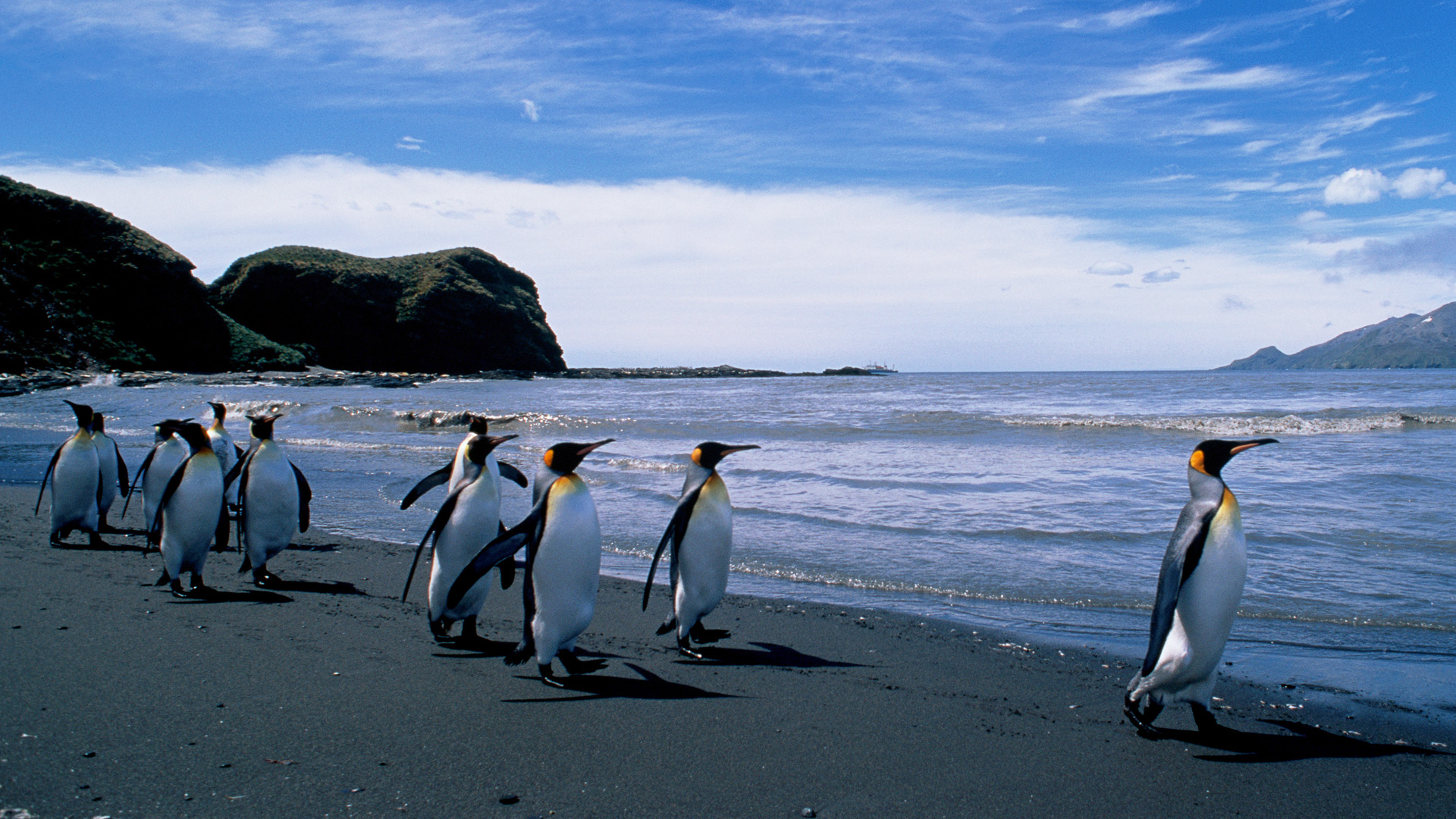 King Penguins in Royal Bay of South Georgia, Antarctica