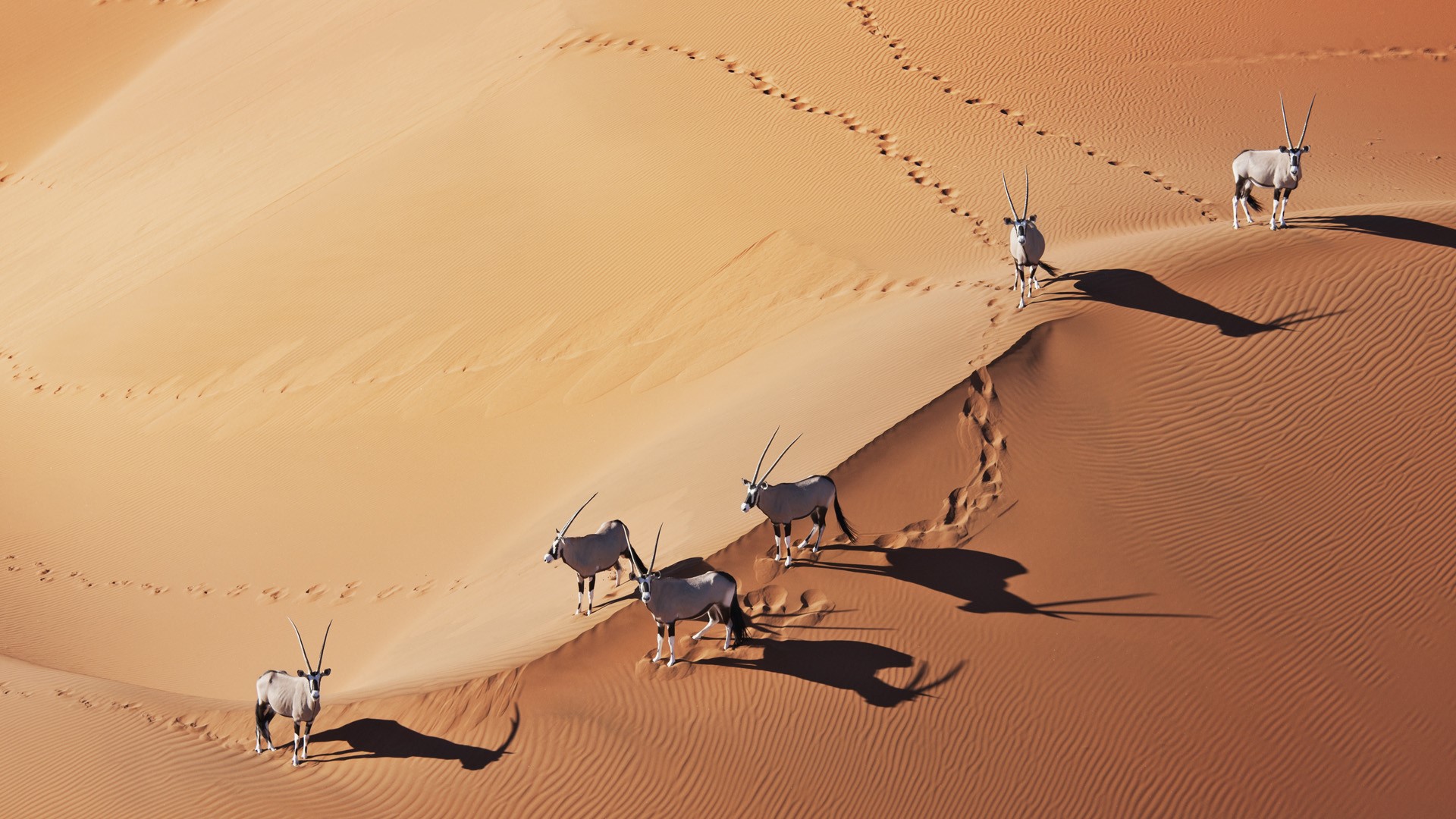 Gemsboks (Oryx gazella) in Namib desert, Namib-Naukluft National Park, Namibia