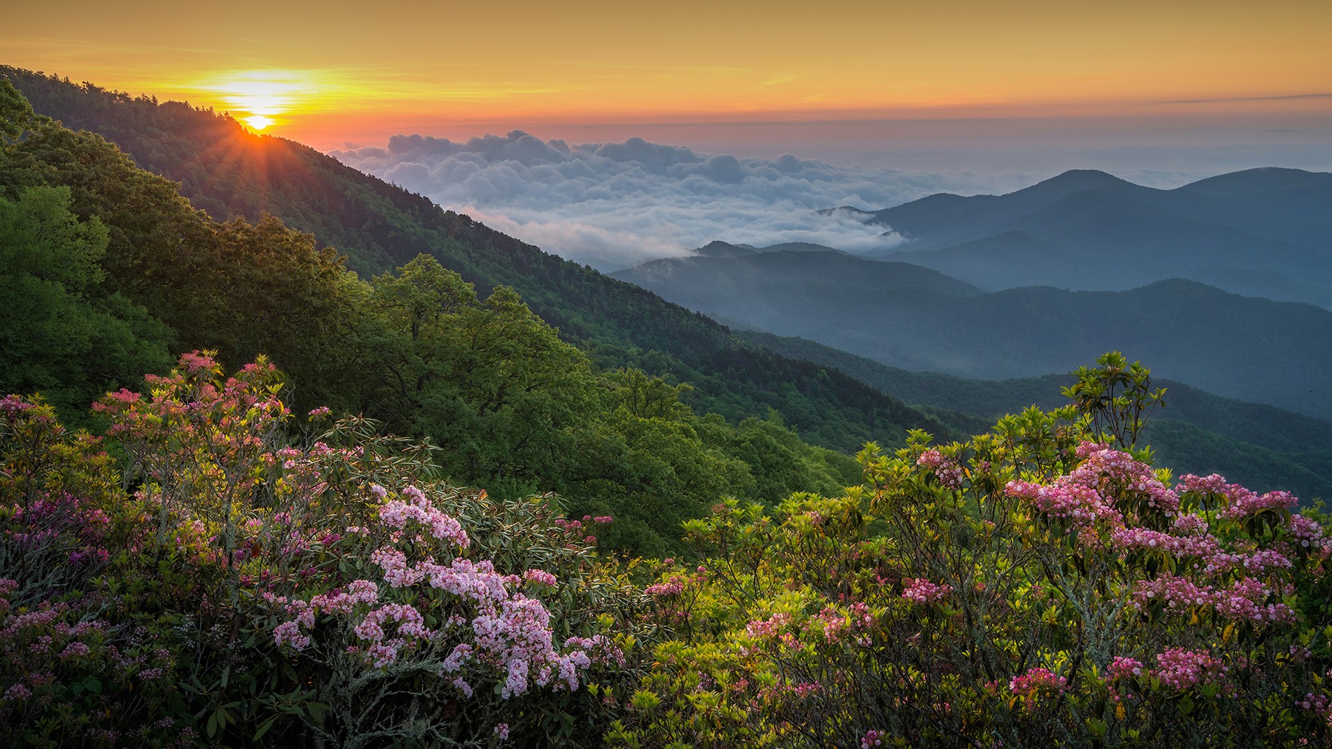 A beautiful summer morning along the Blue Ridge Parkway in western North Carolina, USA